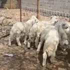 طليان العدد 9 فيها رخلين