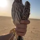 بأشق للبيع طرح اليوم وحش