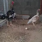 دجاج باكستاني