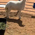 حريه رخل فل شحم