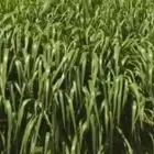 شتلات بونيكام اسباني كبييير مع التوصيل