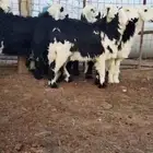 رخال نجد جبره