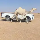 بكره