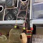 محمية الطيور المغردة