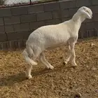 طلي مشروع فحل للبيع
