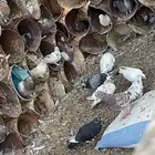 حمام
