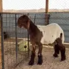 حلاق غنم مكينه
