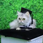 قطة للتزاوج