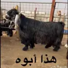 للبيع تيس فحل جذع