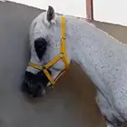 حصان عربي اصيل