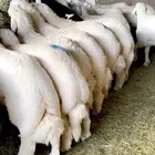ذبايح خرفان شهران الحريه بالمزرعه بجيزان مع سلخ والتوصيل