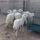 ذبايح للبيع