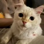 قطط للتبني جميلين مع أغراضهم