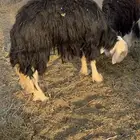 نجديه رباع