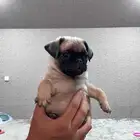 جرو بق مستوي بيور  pug puppy