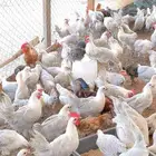 دجاج بشائر وديوك فيومي المونيوم صافي وفيومي شبابي