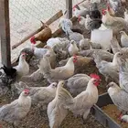 دجاج وديوك فيومي المونيوم صافي وشبابي بشاير للبيع