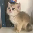 قطه أنثى سكوتش ستريت AY12(تم البيع)