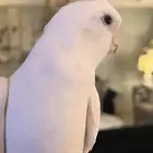 كروان اليف وهدد. تم   البيع