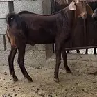 مشروع فحل كفو ( تم البيع )