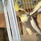 كروان أثنين خميس مشيط المدينه العسكريه