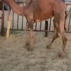 بكره للبيع باقي تحت امها التواصل اتصال