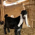 للبيع تيس عارضي ((تم البيع ))