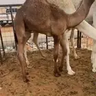 ابل