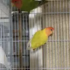 جوز روز