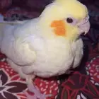 فروخ كروان وبادجي