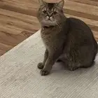 قطه سكوتش ذكر معقم تبني