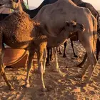 ناقه ساحليه خلفه