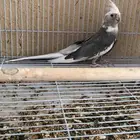ذكر كروان. تم  البيع
