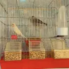 ازواج كناري اغات مشمشي سوري