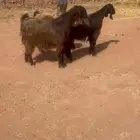 جفار قبرصي خصصم