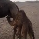 خلفه مجهم مجمعه بالحليب ام ثالث تحتها قعود مشروطه