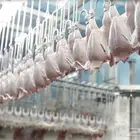 اسال علي عرض الدجاج المبرد والشتورما