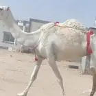 للبيع خفوت ع الشروط