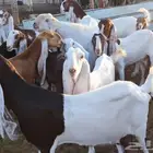 معزا هولنديات
