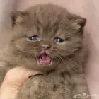 كيتنز سكوتش سينامون مستوى فاخر