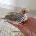 فرخ كروان غر ( تم البيع )