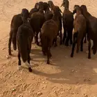 10سواكن طيبه مرابي شهر صحتها شرط ومحصنه