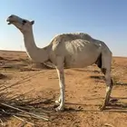 ضروبة وضحا للبيع