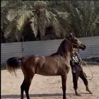 للبيع حصان شعبي