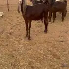 معزاء مشاريك ءء