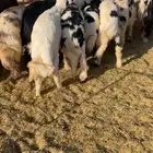 بهم طيب عمره 8 اشهر والبهم طيب ومرح نضيف