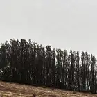 عيدان أثل