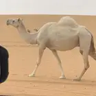 لقحه طيبه ولقحه على بعير طيب ومنتج