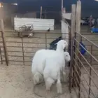 طليان حريه