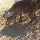 عنز للبيع تحتها تيس